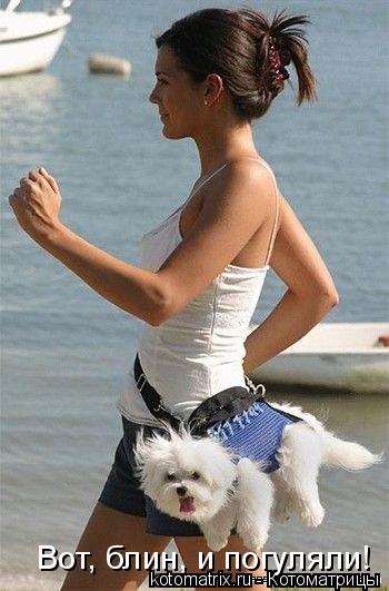 Котоматрица: Вот, блин, и погуляли!