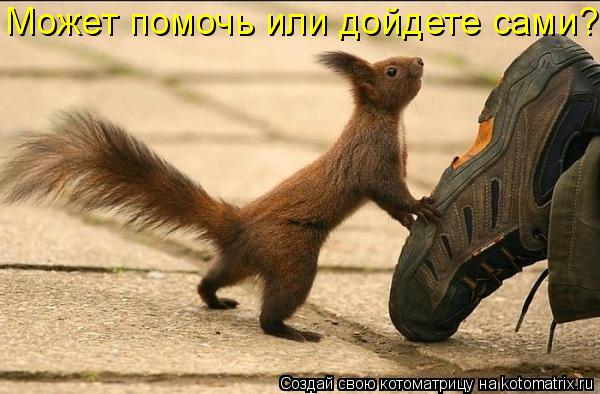 Котоматрица: Может помочь или дойдете сами?