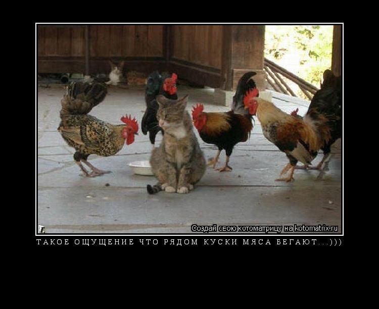 Котоматрица: такое ощущение что рядом куски мяса бегают...))) 