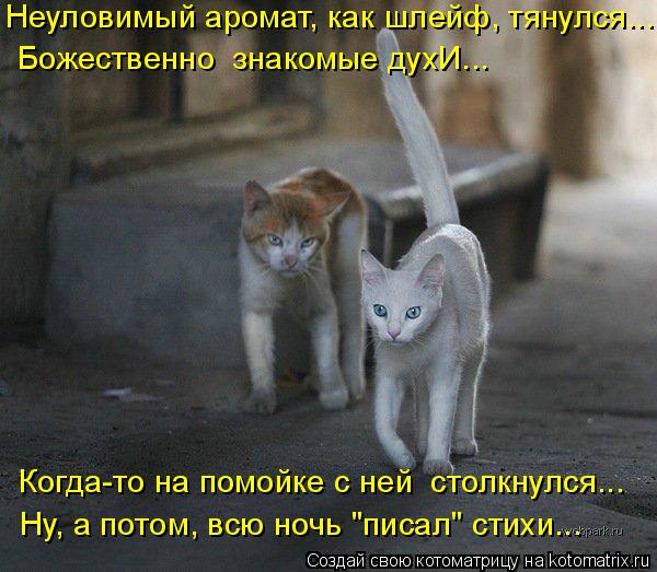 Котоматрица: Неуловимый аромат, как шлейф, тянулся...  Божественно  знакомые духИ... Когда-то на помойке с ней  столкнулся... Ну, а потом, всю ночь "писал" стих