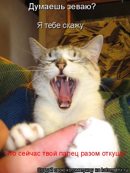 Котоматрица: Думаешь зеваю? Я тебе скажу Что сейчас твой палец разом откушу!