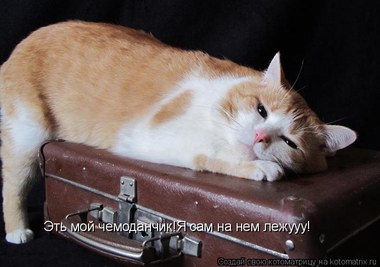 Котоматрица: Эть мой чемоданчик!Я сам на нем лежууу!
