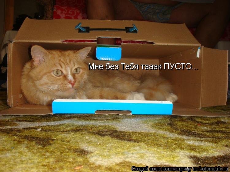Котоматрица: Мне без Тебя тааак ПУСТО...
