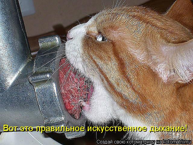 Котоматрица: Вот это правильное искусственное дыхание!