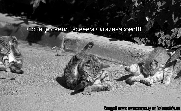 Котоматрица: Солнце светит всееем-Одииинаково!!!