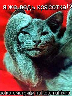 Котоматрица: я же ведь красотка! ?