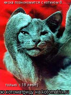 Котоматрица: киска познокомится с котиком 8......... только с 18 лет!=)