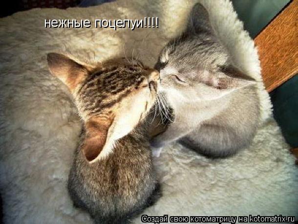 Котоматрица: нежные поцелуи!!!!