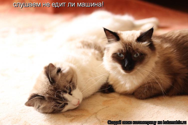 Котоматрица: слушаем не едит ли машина!