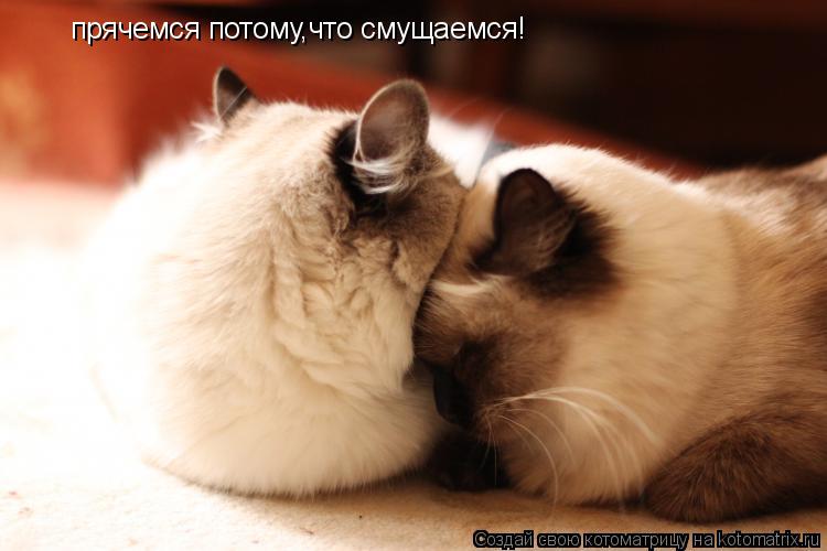 Котоматрица: прячемся потому,что смущаемся!