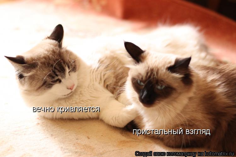 Котоматрица: пристальный взгляд вечно кривляется