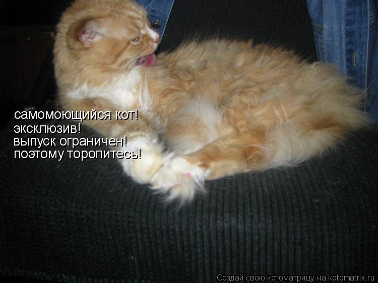 Котоматрица: самомоющийся кот! эксклюзив! выпуск ограничен! поэтому торопитесь!