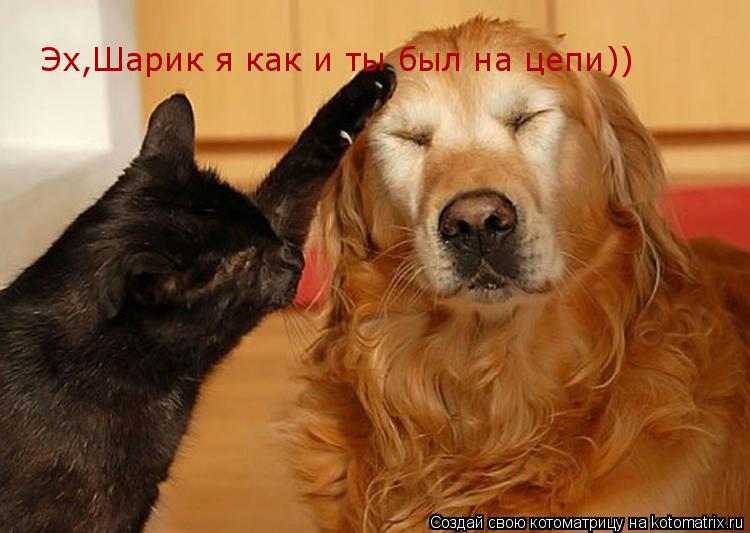 Эх,Шарик я как и ты был на цепи))... Котоматрица: Эх,Шарик я как и ты был на цепи))