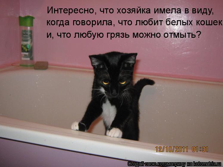 Котоматрица: Интересно, что хозяйка имела в виду, когда говорила, что любит белых кошек, и, что любую грязь можно отмыть? и, что любую грязь можно отмыть?