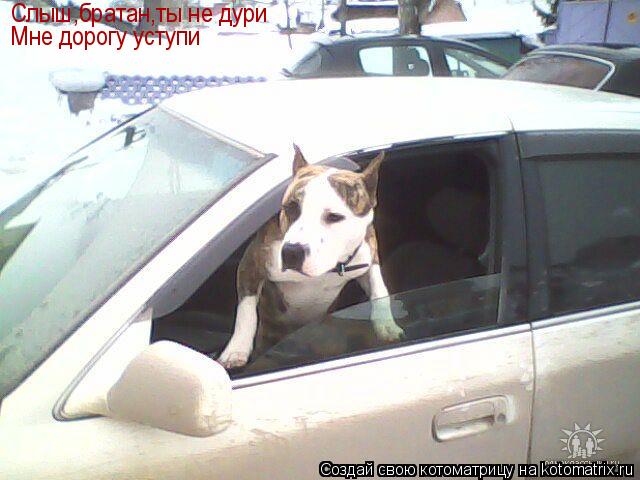 Котоматрица: Слыш,братан,ты не дури Мне дорогу уступи