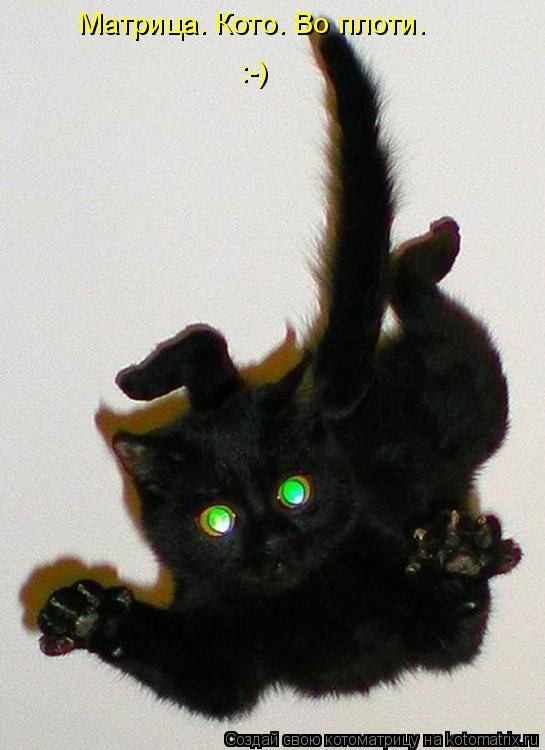 Котоматрица: Матрица. Кото. Во плоти.     :-)