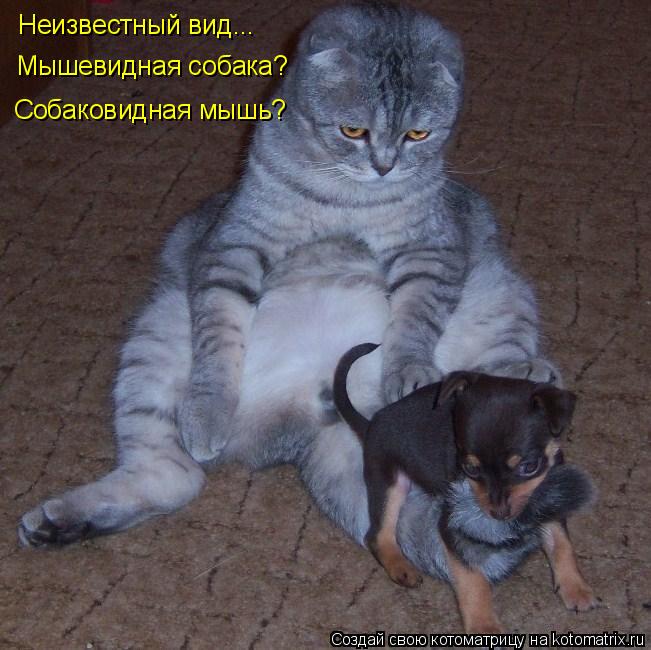 Котоматрица: Неизвестный вид... Мышевидная собака? Собаковидная мышь?
