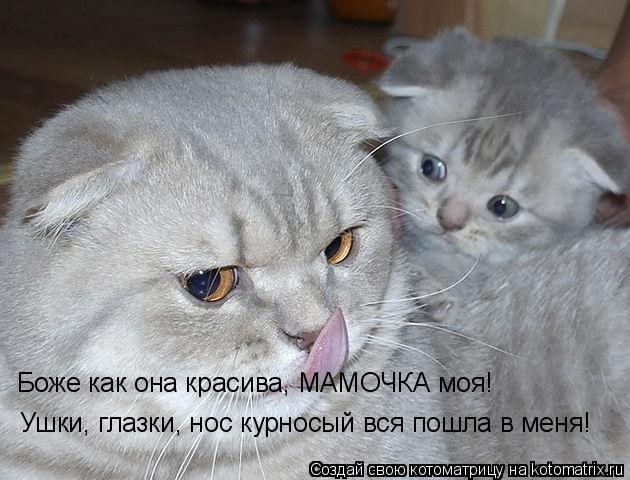 Котоматрица: Боже как она красива, МАМОЧКА моя! Ушки, глазки, нос курносый вся пошла в меня!