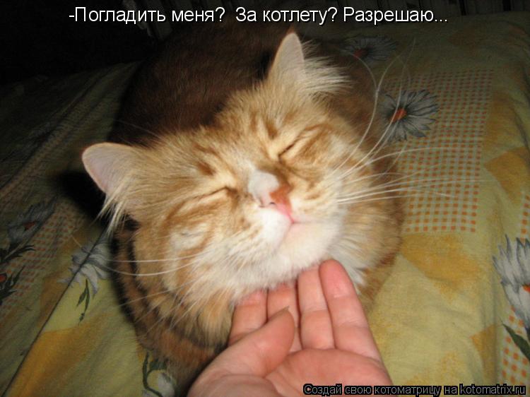 -Погладить меня? За котлету? Разрешаю...... Котоматрица: -Погладить меня? За котлету? Разрешаю...
