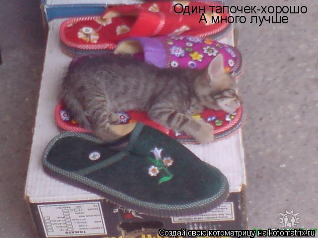 Один тапочек-хорошо А много лучше... Котоматрица: Один тапочек-хорошо А много лучше