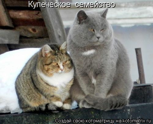 Купеческое семейство... Котоматрица: Купеческое семейство