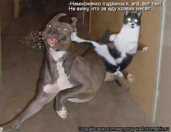 -Немножечко подвинься, ага, вот так! Не вижу, что за еду хозяин несёт...... Котоматрица: -Немножечко подвинься, ага, вот так! Не вижу, что за еду хозяин несёт...