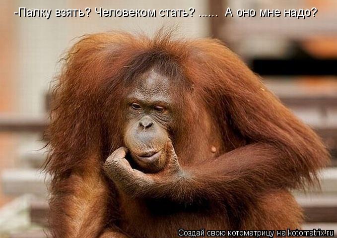 -Палку взять? Человеком стать? ...... А оно мне надо?... Котоматрица: -Палку взять? Человеком стать? ...... А оно мне надо?