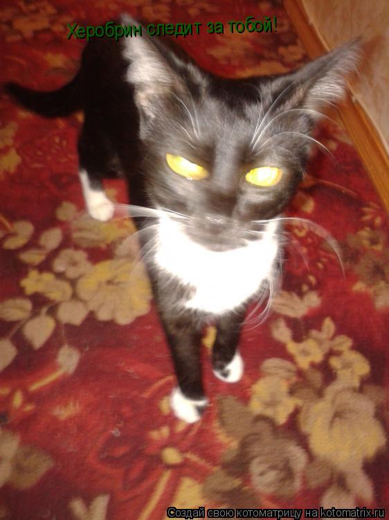 Херобрин следит за тобой!... Котоматрица: Херобрин следит за тобой!