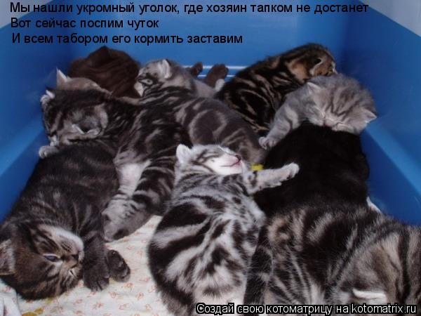 Мы нашли укромный уголок, где хозяин тапком не достанет Вот сейчас поспим чуток И всем табором его к... Котоматрица: Мы нашли укромный уголок, где хозяин тапком не достанет Вот сейчас поспим чуток И всем табором его кормить заставим