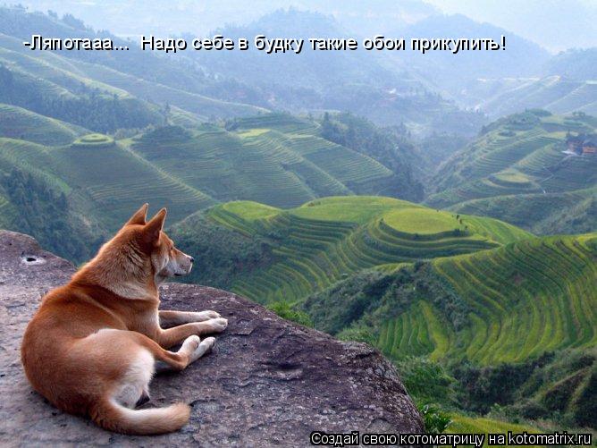 -Ляпотааа... Надо себе в будку такие обои прикупить!... Котоматрица: -Ляпотааа... Надо себе в будку такие обои прикупить!