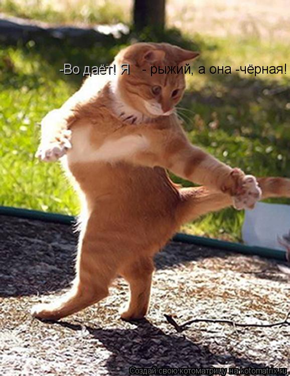 - рыжий, а она -чёрная! -Во даёт! Я... Котоматрица: - рыжий, а она -чёрная! -Во даёт! Я