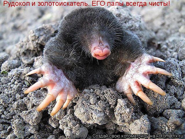 Рудокоп и золотоискатель. ЕГО лапы всегда чисты!... Котоматрица: Рудокоп и золотоискатель. ЕГО лапы всегда чисты!