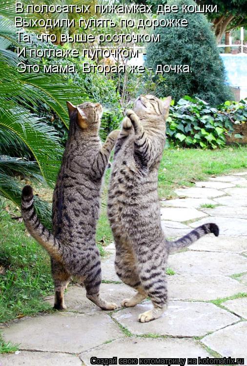 В полосатых пижамках две кошки Выходили гулять по дорожке Та, что выше росточком И поглаже пупочком -... Котоматрица: В полосатых пижамках две кошки Выходили гулять по дорожке Та, что выше росточком И поглаже пупочком - Это мама. Вторая же - дочка.
