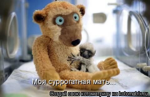 Моя суррогатная мать...... Котоматрица: Моя суррогатная мать...