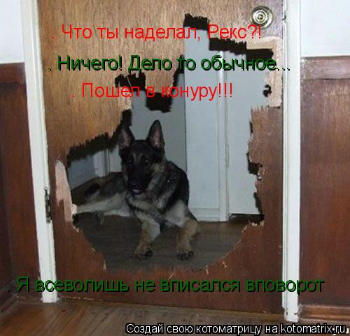 – Что ты наделал, Рекс?! – Что ты наделал, Рекс?! – Ничего! Дело то обычное... – Пошел в конуру!!! ... Котоматрица: – Что ты наделал, Рекс?! – Что ты наделал, Рекс?! – Ничего! Дело то обычное... – Пошел в конуру!!! – Я всеволишь не вписался вповорот