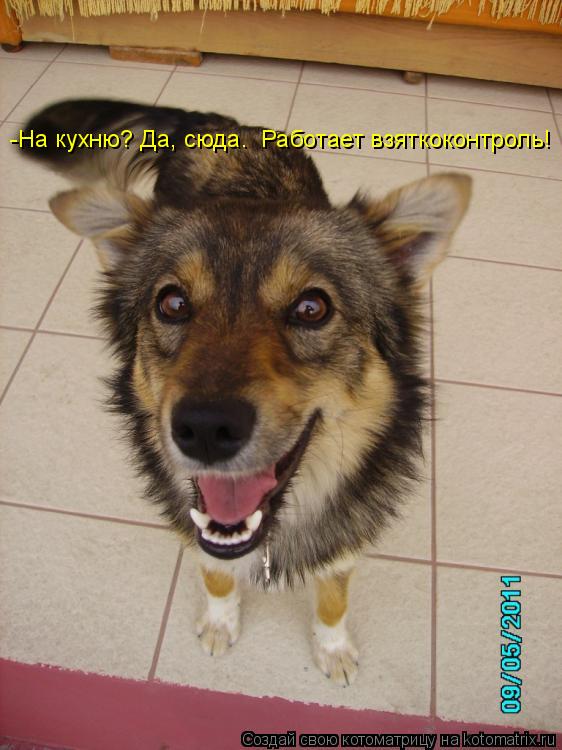 -На кухню? Да, сюда. Работает взяткоконтроль!... Котоматрица: -На кухню? Да, сюда. Работает взяткоконтроль!