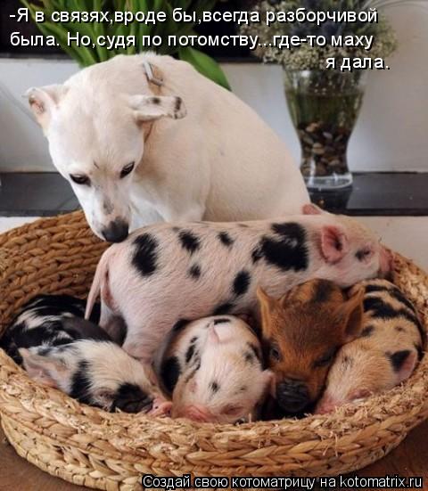 -Я в связях,вроде бы,всегда разборчивой была. Но,судя по потомству...где-то маху я дала.... Котоматрица: -Я в связях,вроде бы,всегда разборчивой была. Но,судя по потомству...где-то маху я дала.