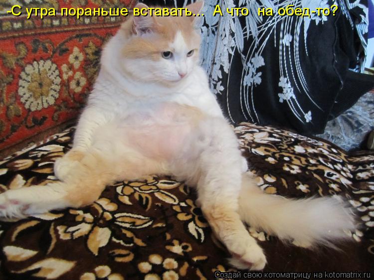 -С утра пораньше вставать... А что на обед-то?... Котоматрица: -С утра пораньше вставать... А что на обед-то?