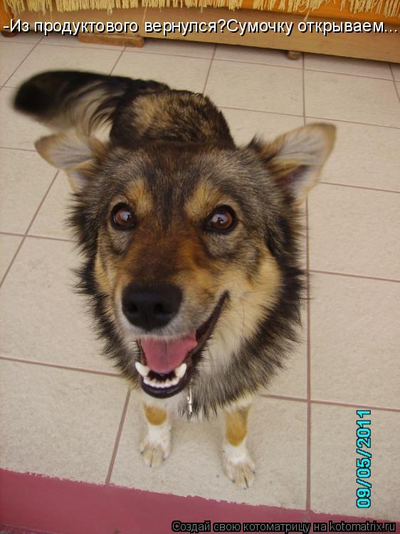-Из продуктового вернулся?Сумочку открываем...... Котоматрица: -Из продуктового вернулся?Сумочку открываем...