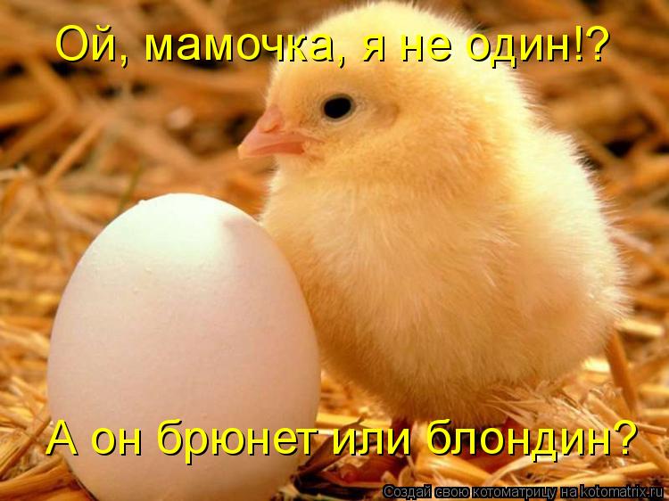 Ой, мамочка, я не один!? А он брюнет или блондин?... Котоматрица: Ой, мамочка, я не один!? А он брюнет или блондин?