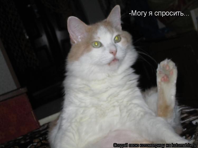 -Могу я спросить...... Котоматрица: -Могу я спросить...