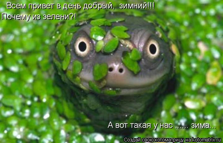 Всем привет в день добрый, зимний!!! Почему из зелени?! Почему из зелени?! А вот такая у нас ...... ... Котоматрица: Всем привет в день добрый, зимний!!! Почему из зелени?! Почему из зелени?! А вот такая у нас ...... зима...