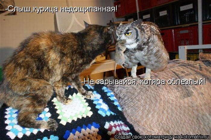 -Слыш,курица недощипанная! -Не зарывайся, котяра облезлый!... Котоматрица: -Слыш,курица недощипанная! -Не зарывайся, котяра облезлый!