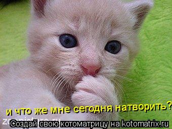 и что же мне сегодня натворить?... Котоматрица: и что же мне сегодня натворить?