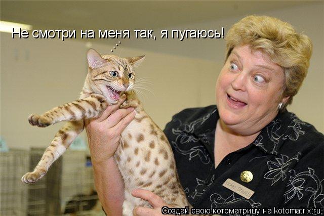 Не смотри на меня так, я пугаюсь! ....... Котоматрица: Не смотри на меня так, я пугаюсь! ....