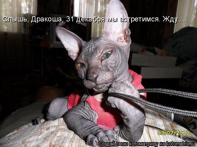Слышь, Дракоша, 31 декабря мы встретимся. Жду....... Котоматрица: Слышь, Дракоша, 31 декабря мы встретимся. Жду....