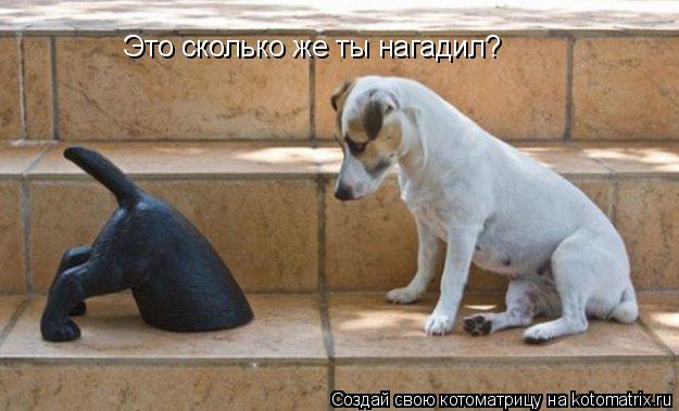Это сколько же ты нагадил?... Котоматрица: Это сколько же ты нагадил?