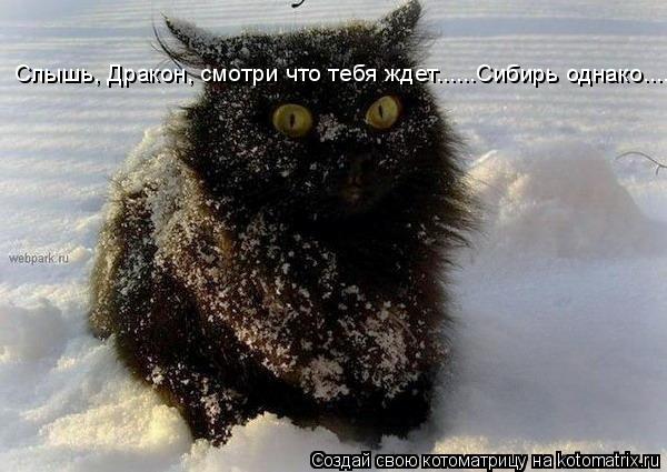 Слышь, Дракон, смотри что тебя ждет......Сибирь однако......... Котоматрица: Слышь, Дракон, смотри что тебя ждет......Сибирь однако......