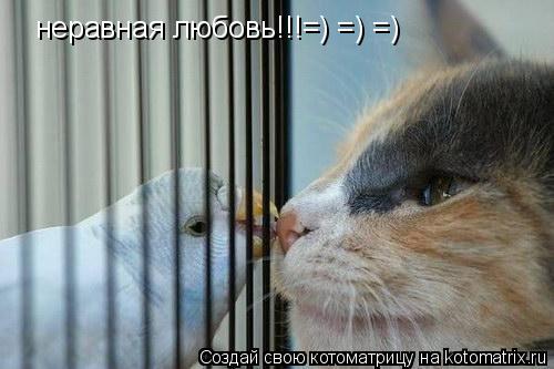 Котоматрица: неравная любовь!!!=) =) =)