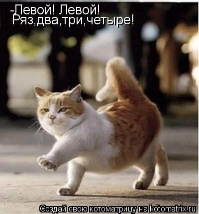 Котоматрица: -Левой! Левой! Ряз,два,три,четыре!